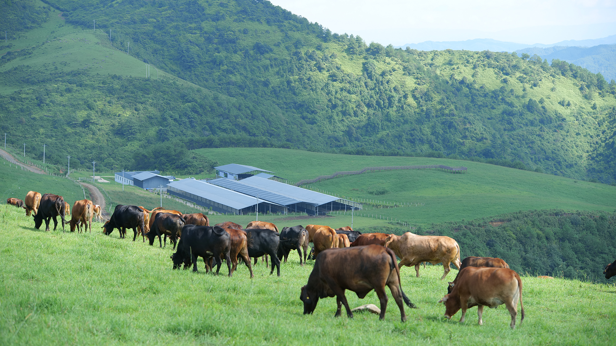 云南省农业农村厅领导莅临恒益东山农业调研云岭牛项目工作